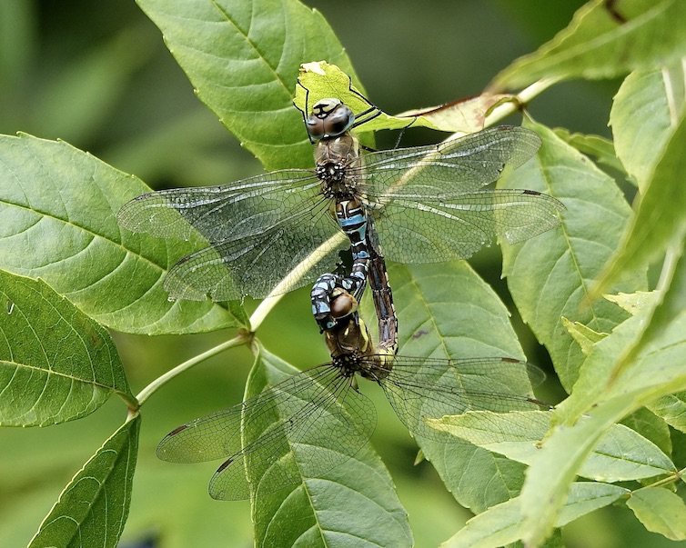migrant hawker